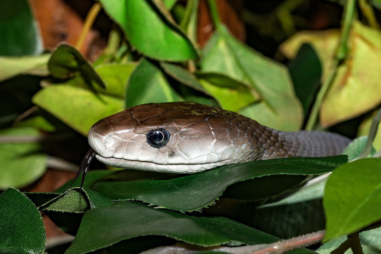 The Symbolic Impact of the Black Mamba on Sexual Life